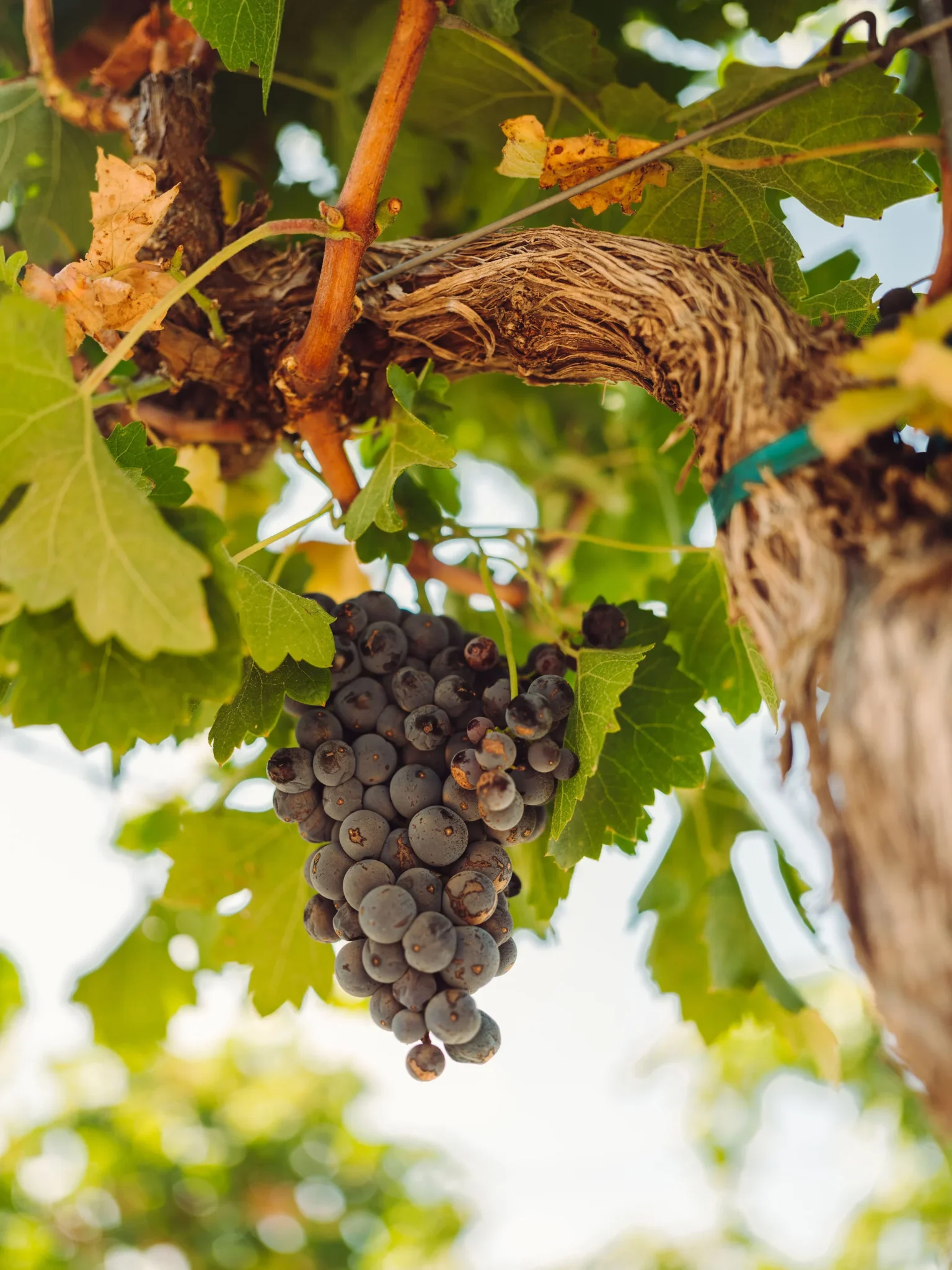 The Dramatic Shift in the World of Wine