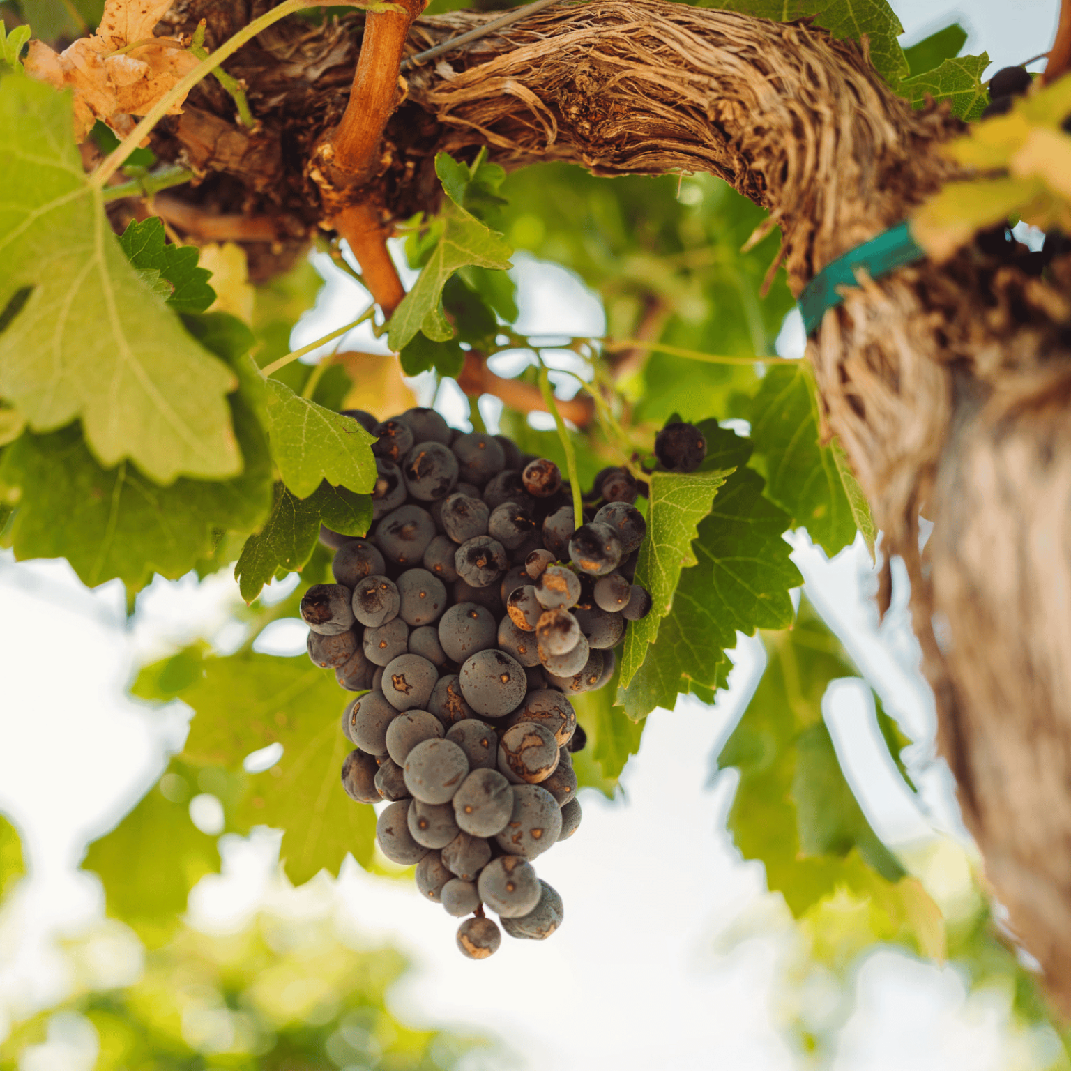 grapes